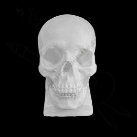 CALCO DE YESO CRÁNEO 01