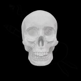 CALCO DE YESO CRÁNEO 02